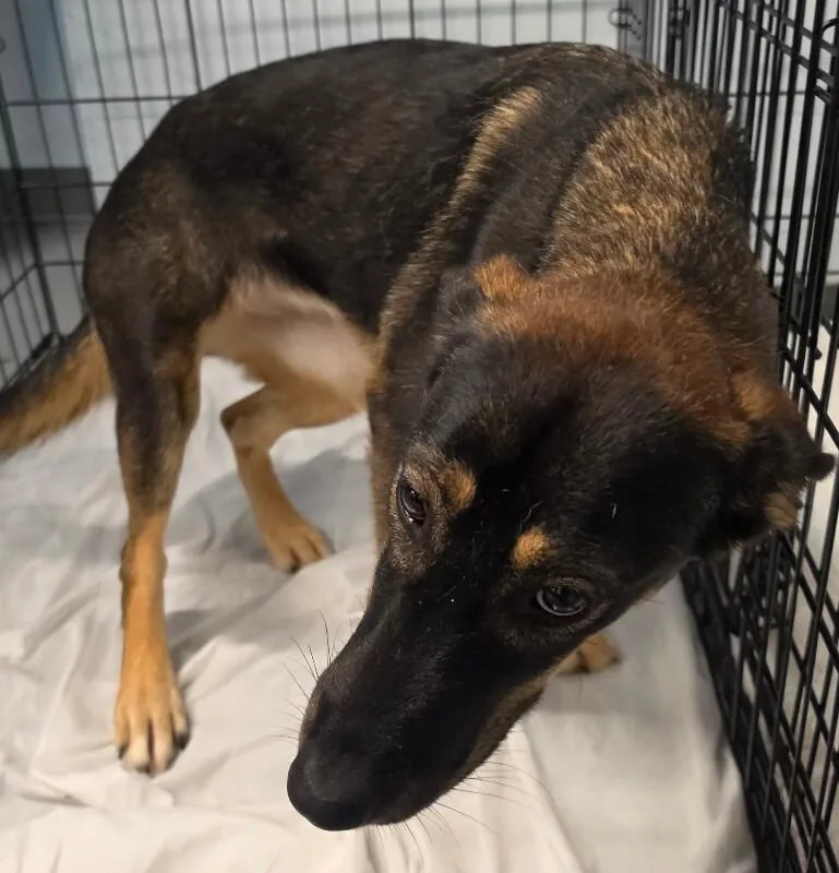 A young medium-sized female Husky dog named Vieana for adoption in Roanoke, VA
