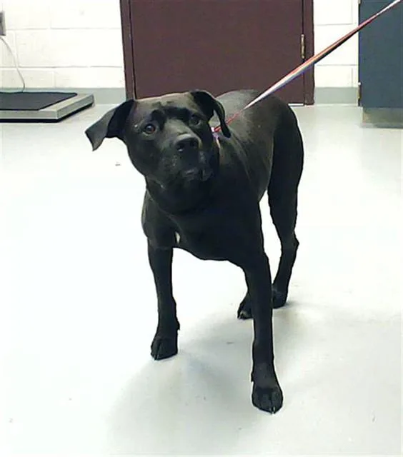 An adult medium-sized male Labrador Retriever dog named Anubis for adoption in Fayetteville, NC