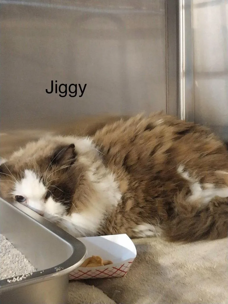 An adult small-sized male Ragdoll cat named Jiggy for adoption in Saint George, UT