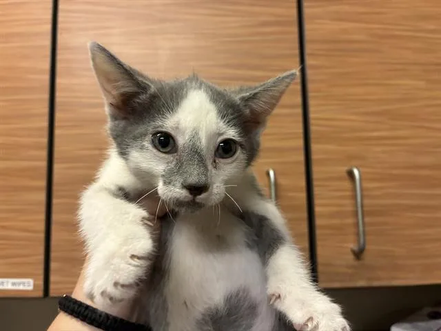 A baby small-sized male Domestic Short Hair cat named Bullet for adoption in Modesto, CA