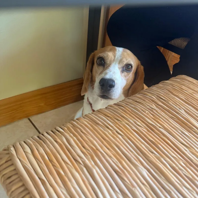 An adult medium-sized female Beagle dog named Molly for adoption in Miami, FL