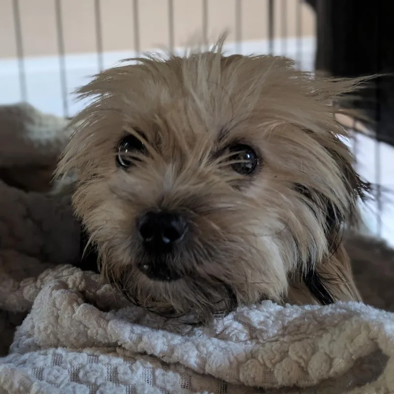 An adult small-sized female White / Cream Shih Tzu dog named Dolly for adoption in Pacifica, CA