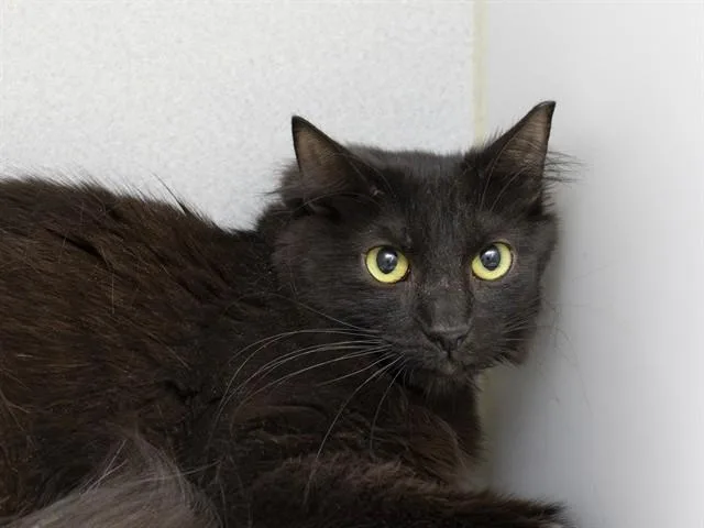 A young medium-sized female Domestic Short Hair cat named Vivi for adoption in Phoenix, AZ