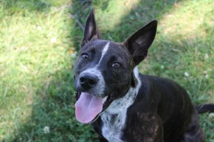 An adult large-sized female Cattle Dog dog named Sage for adoption in Kansas City, MO
