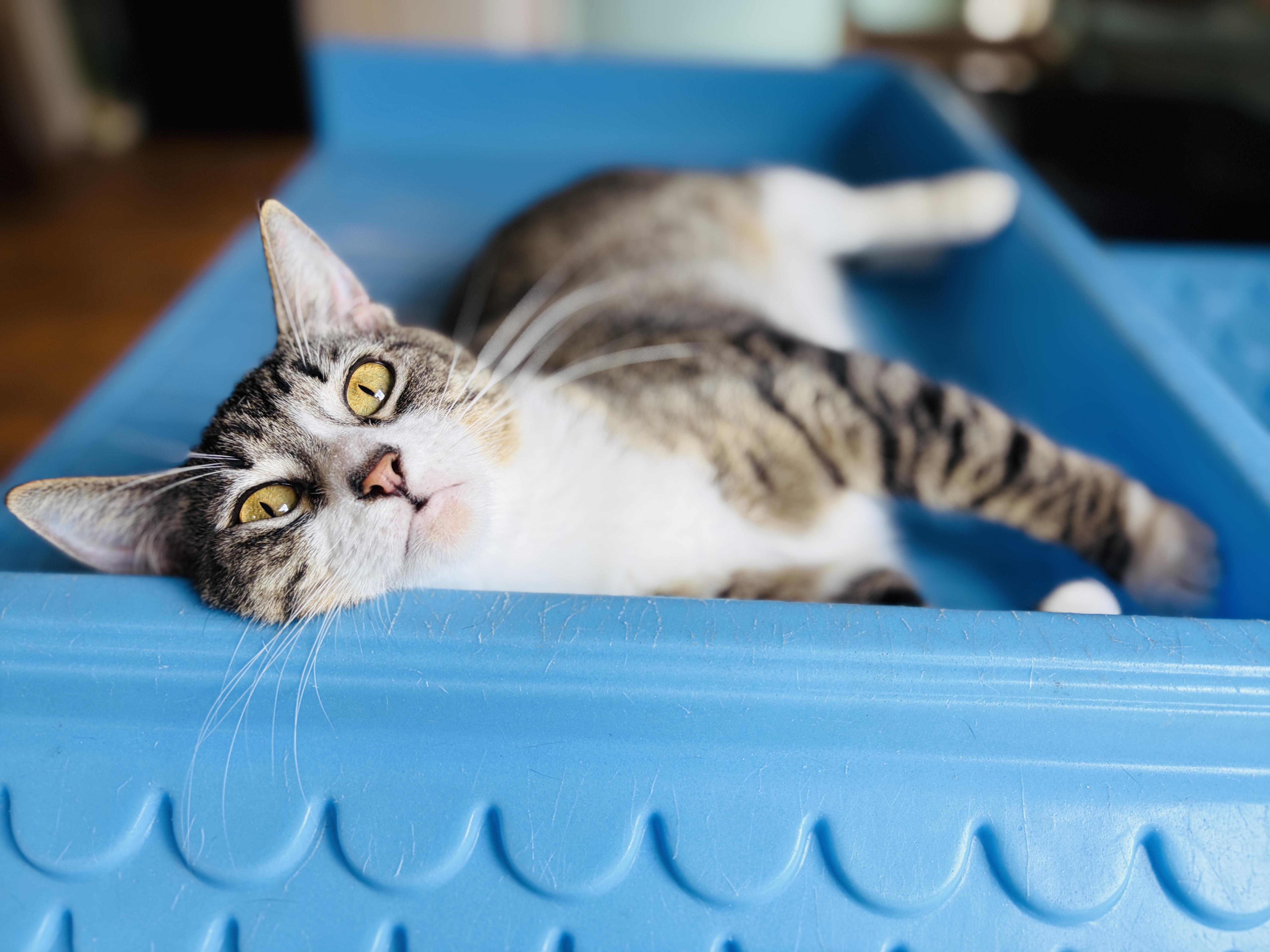 An adult medium-sized female Tabby (Buff / Tan / Fawn) Domestic Short Hair cat named Peachy for adoption in Lucedale, MS