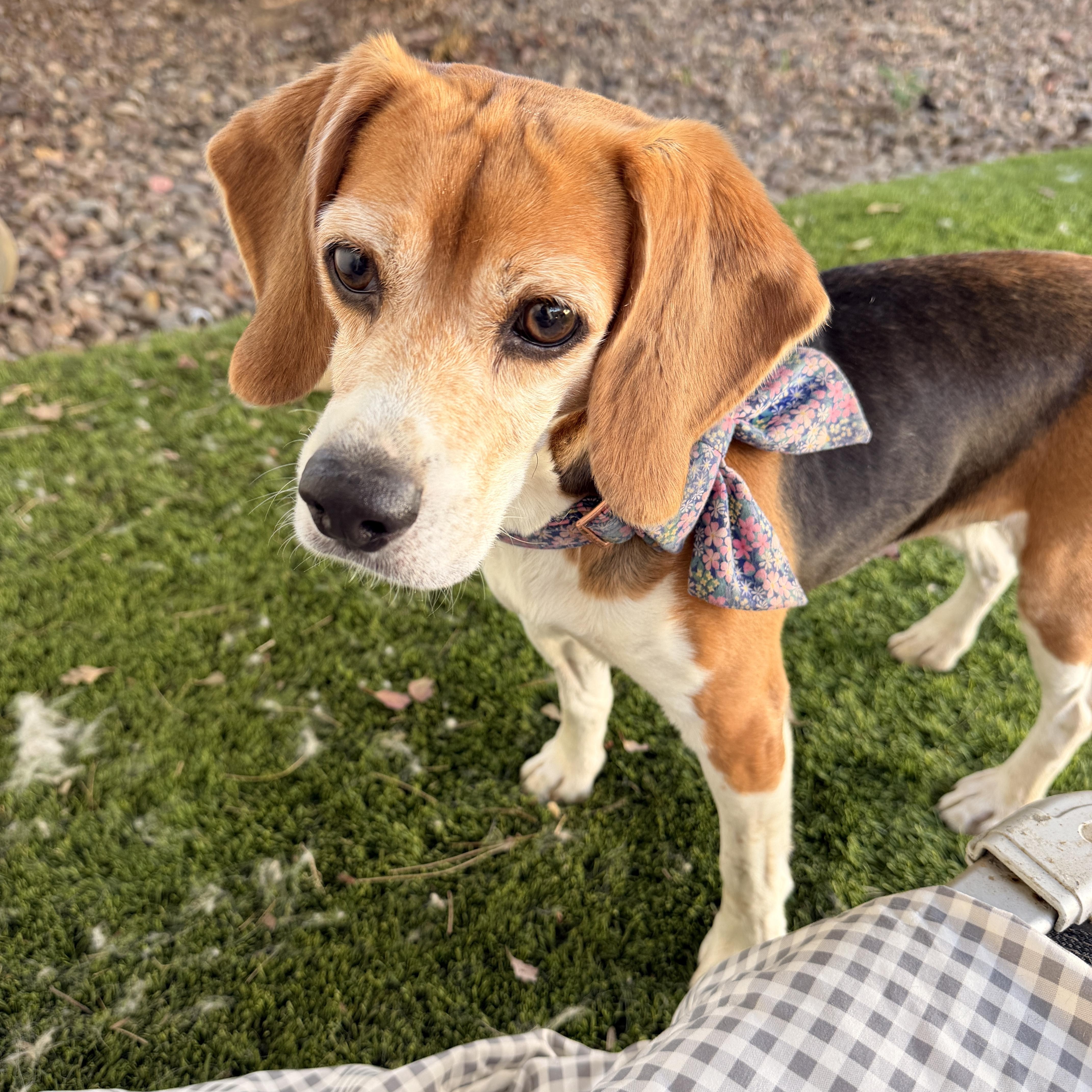 An adult small-sized female Bicolor Beagle dog named Betty for adoption in Riverside, CA