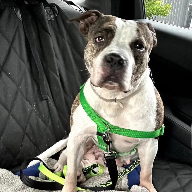 An adult medium-sized female White / Cream Mixed Breed dog named Mamas for adoption in Jersey City, NJ