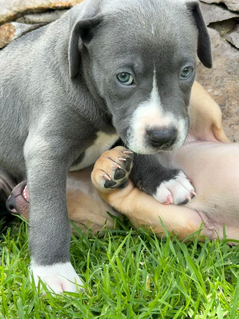 A baby medium-sized male Gray / Blue / Silver Mixed Breed dog named Pickles for adoption in Austin, TX