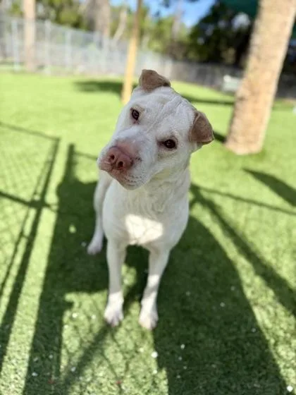 Buttercup thumbnail 2