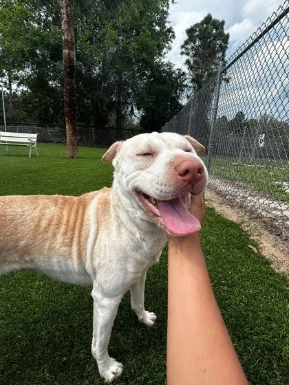 Buttercup thumbnail 3