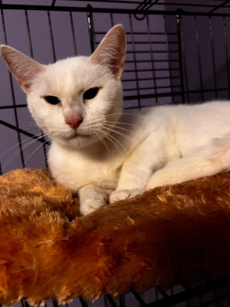 An adult small-sized female American Shorthair cat named Qanik for adoption in Hagaman, NY