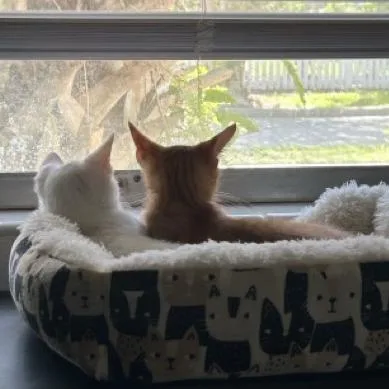 A baby small-sized male White Domestic Short Hair cat named Lance for adoption in Gainesville, FL