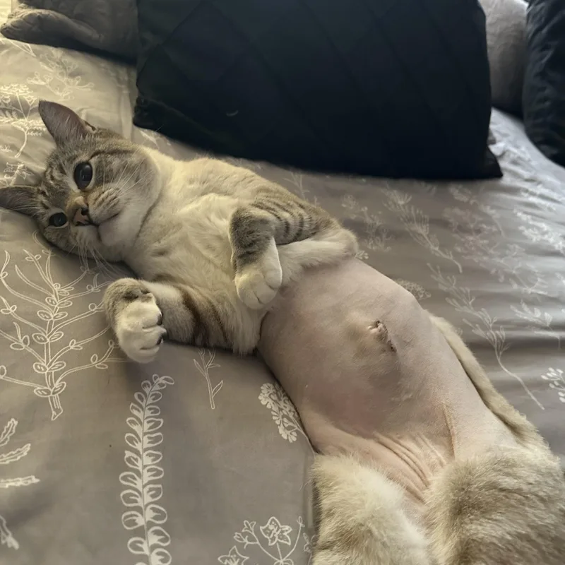 Silverstone thumbnail 2