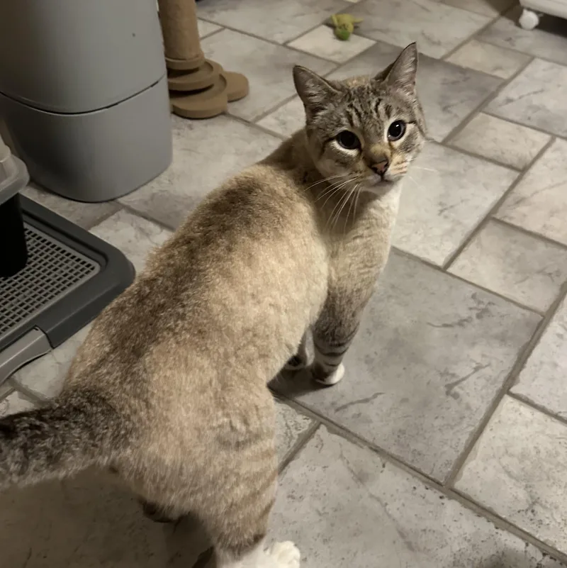 Silverstone thumbnail 3