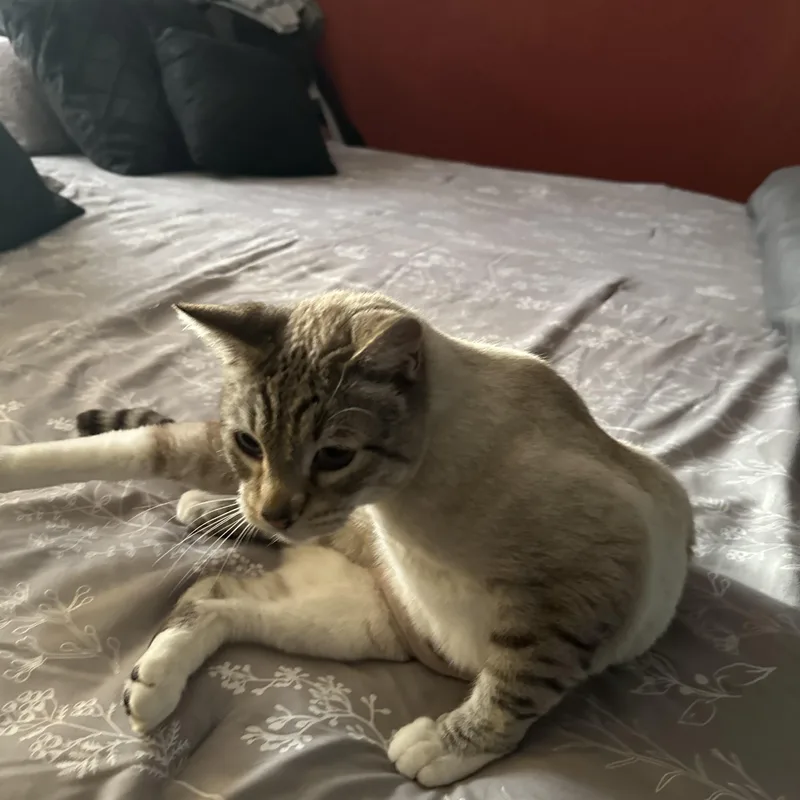 Silverstone thumbnail 4