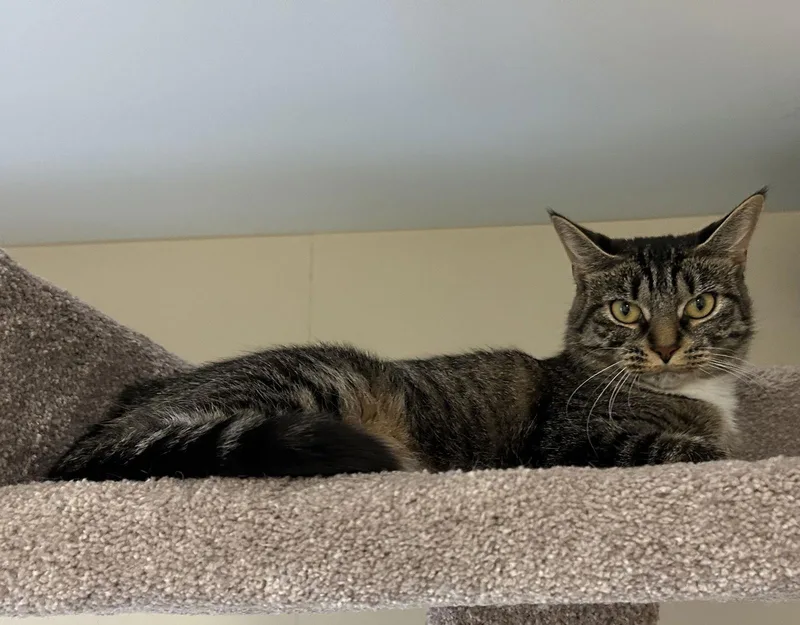 Honey Bun thumbnail 2