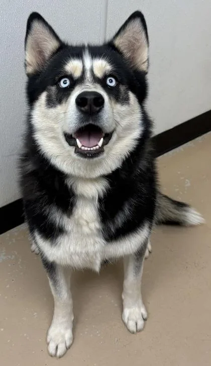 An adult medium-sized female Siberian Husky dog named Freya for adoption in Phoenix, AZ