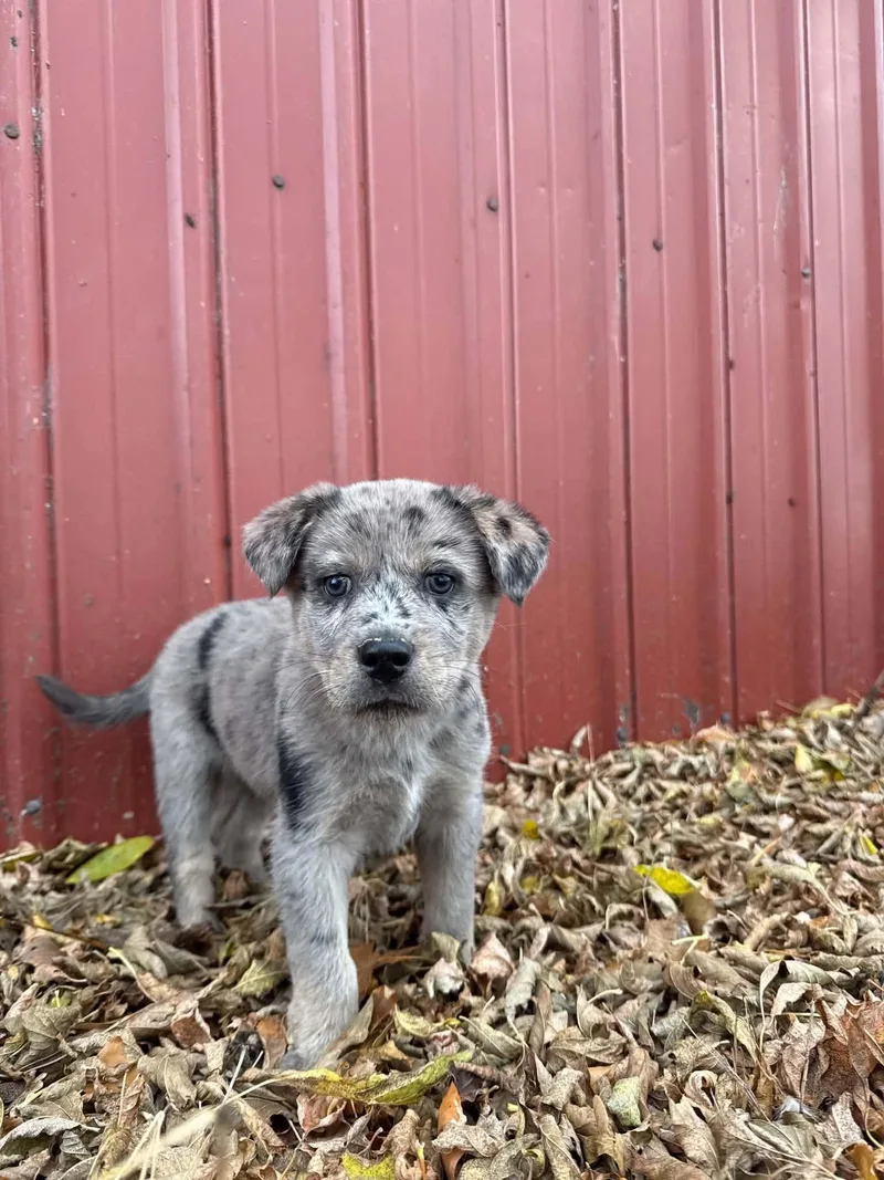 A baby medium-sized female Cattle Dog named Oatmeal Raisin for adoption in Grand Forks, ND