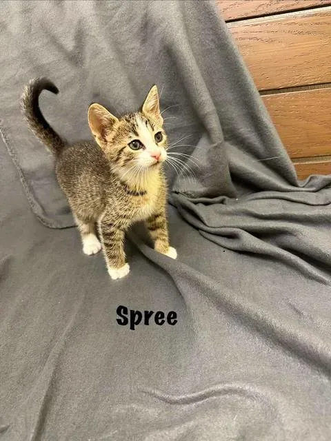 A baby medium-sized female Domestic Short Hair cat named Spree for adoption in Port Lavaca, TX