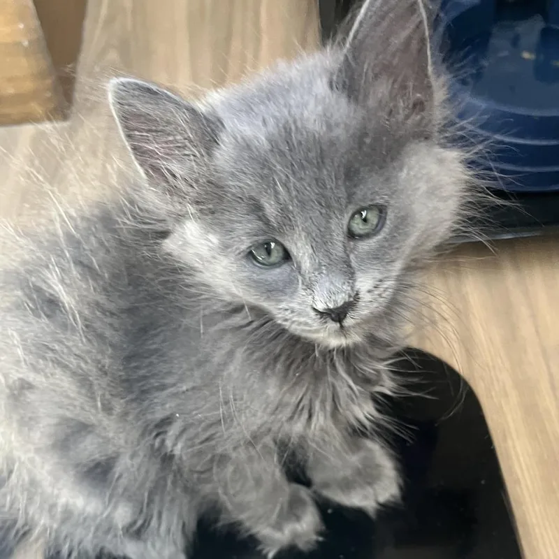 A baby small-sized male Gray / Blue / Silver Domestic Long Hair cat named Ozzy for adoption in Pleasanton, CA