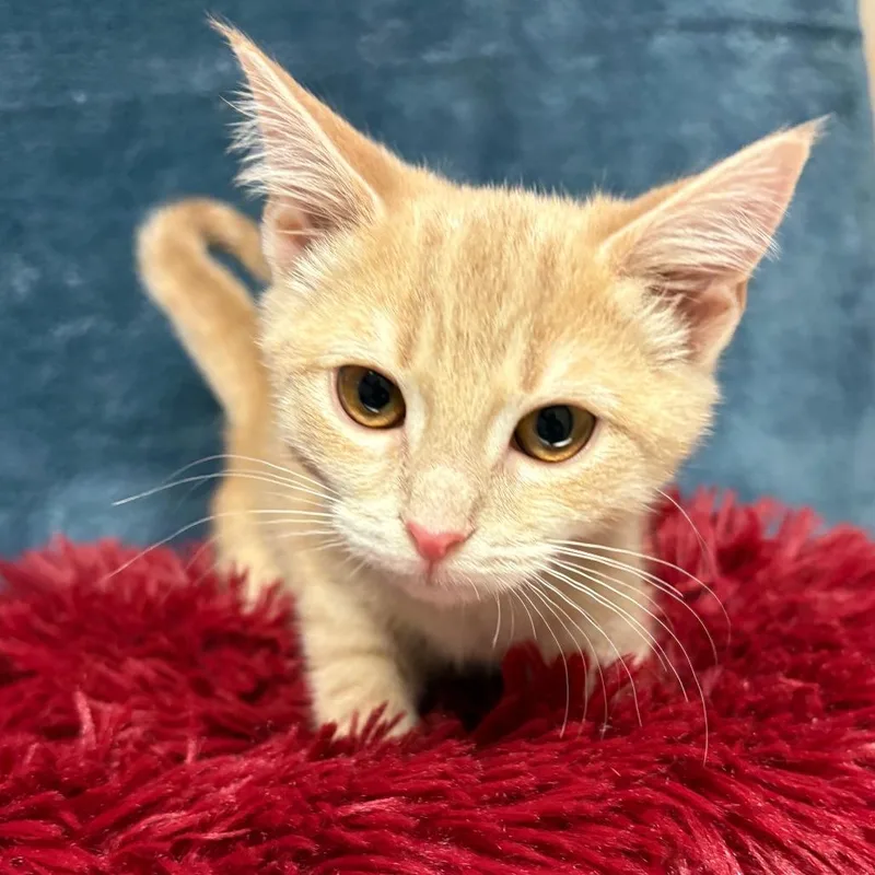 A baby small-sized female Orange / Red Domestic Short Hair cat named Brie for adoption in East Hampton, NY