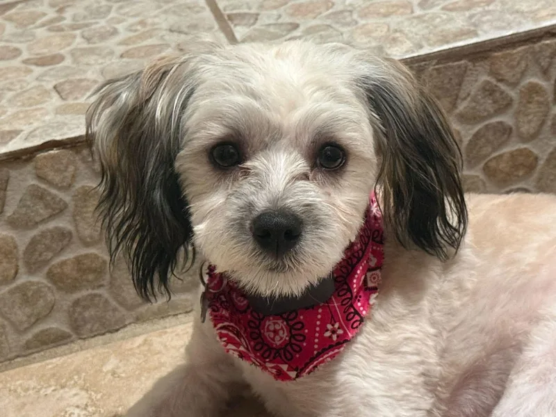 A young small-sized female Sable Shih Tzu dog named Perla for adoption in Hudson, FL