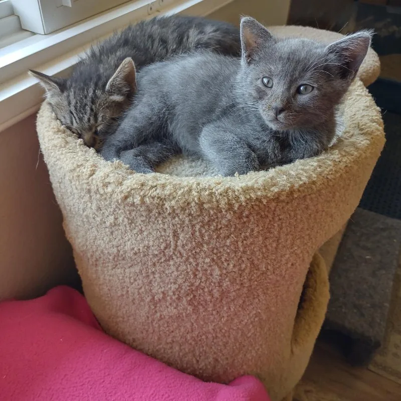 A baby small-sized male Gray / Blue / Silver Russian Blue cat named Ivan for adoption in Hemet, CA