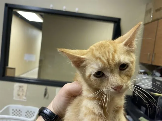 A baby small-sized male Domestic Short Hair cat named Helios for adoption in Modesto, CA