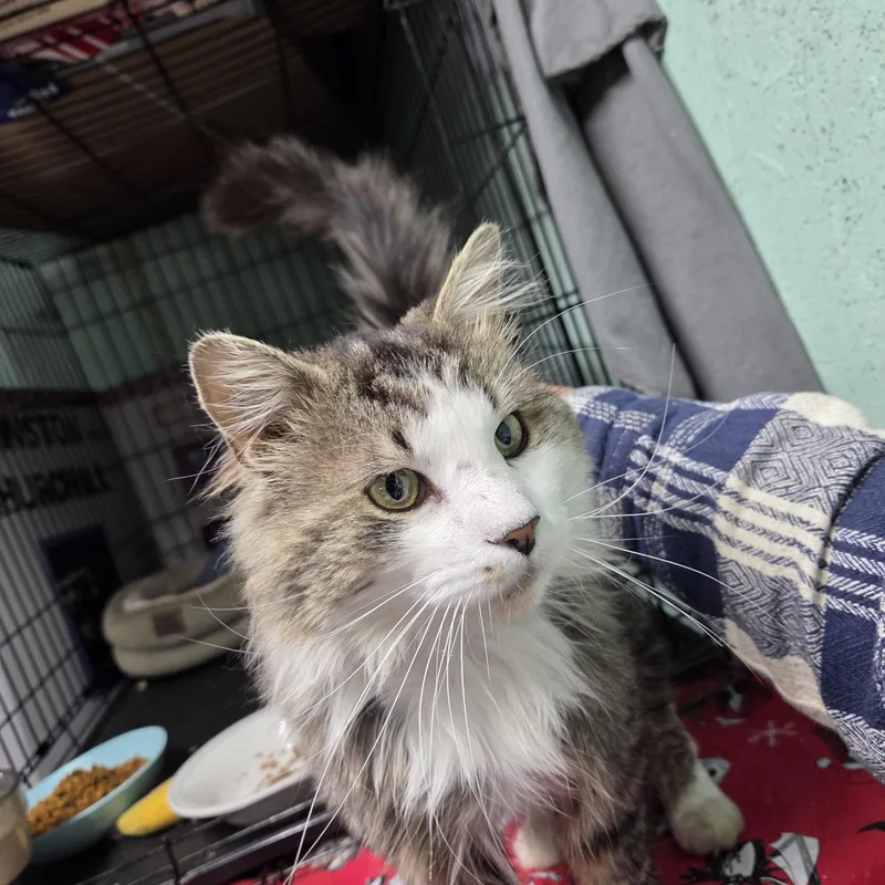 A young large-sized male Tabby (Gray / Blue / Silver) Maine Coon cat named Sage for adoption in Churchville, PA