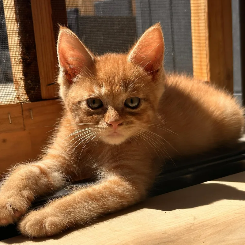 A baby medium-sized male Orange & White Domestic Short Hair cat named Tyson for adoption in Ellensburg, WA