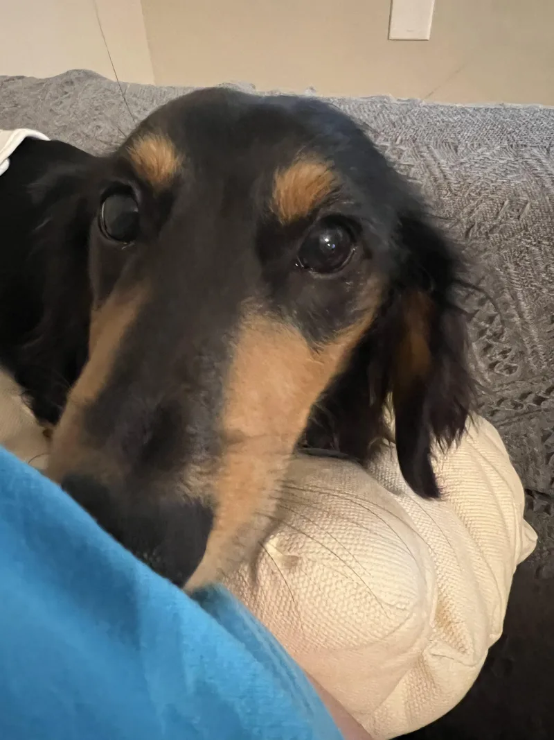 A young small-sized male Miniature Dachshund dog named Oscar for adoption in Cookeville, TN