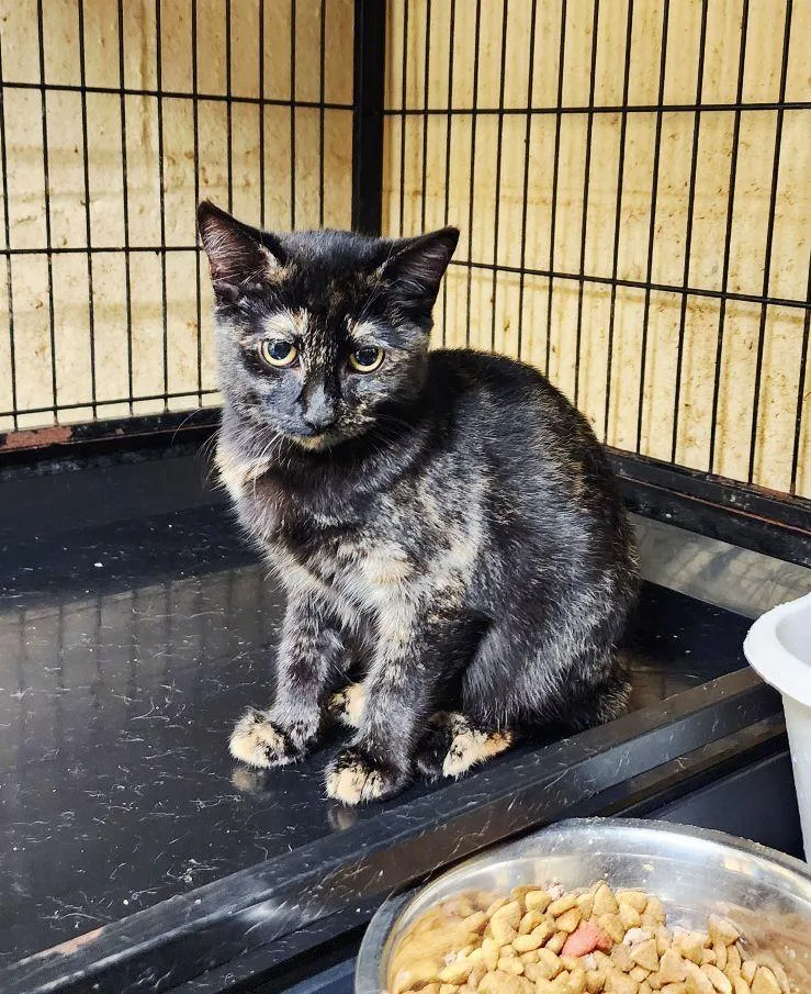 A young medium-sized female Tortoiseshell cat named Iris for adoption in Perth Amboy, NJ