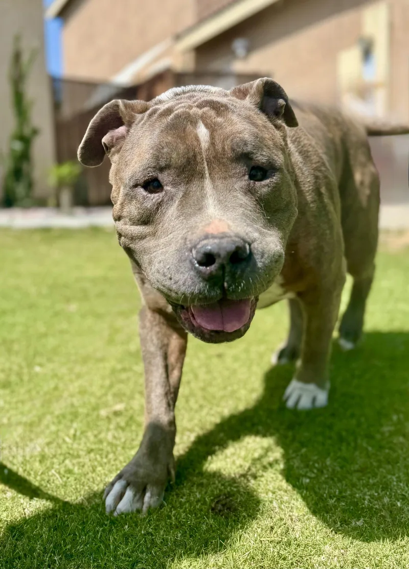 A baby large-sized male Bicolor American Staffordshire Terrier dog named Ascher for adoption in Coachella, CA