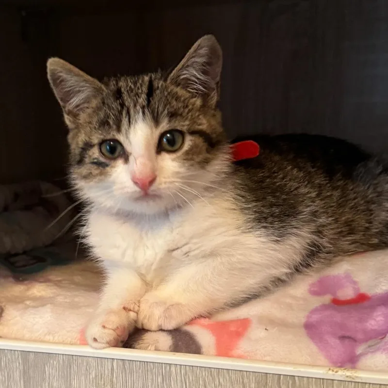 A baby small-sized female Brown / Chocolate Domestic Short Hair cat named Strawberry for adoption in La Grange, KY