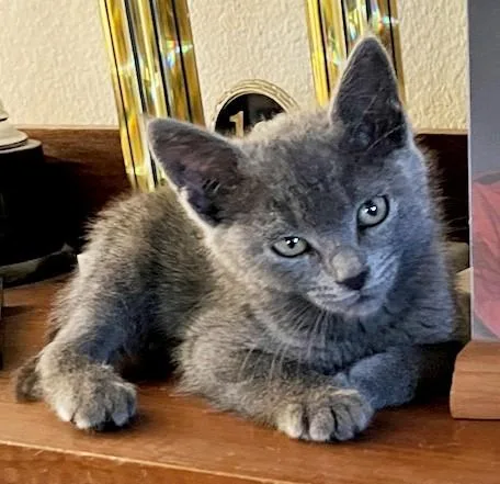 A baby small-sized female Domestic Short Hair cat named Minka for adoption in Santa Cruz, CA