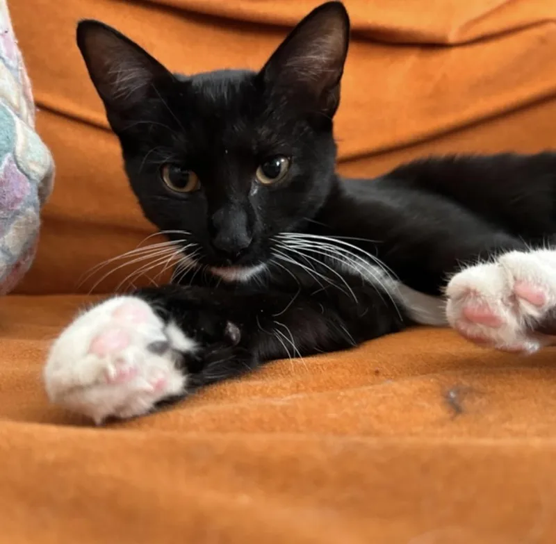A baby small-sized female Domestic Short Hair cat named Damian and Daisy  for adoption in Bronx, NY