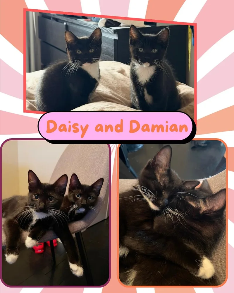 Damian and Daisy  thumbnail 3