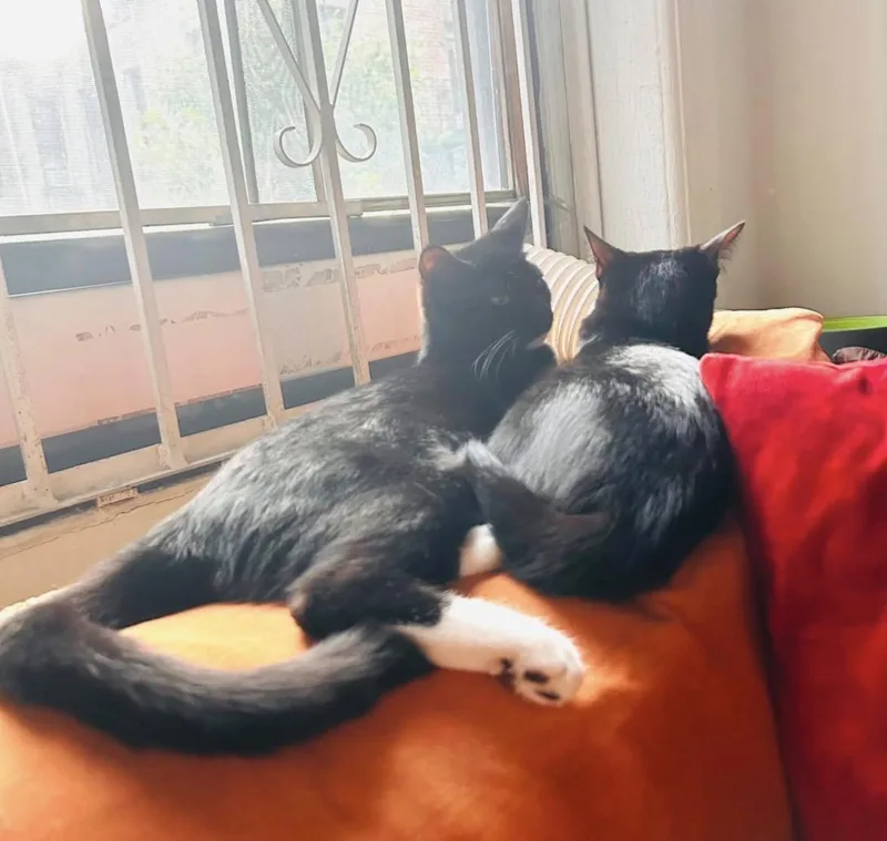 Damian and Daisy  thumbnail 4