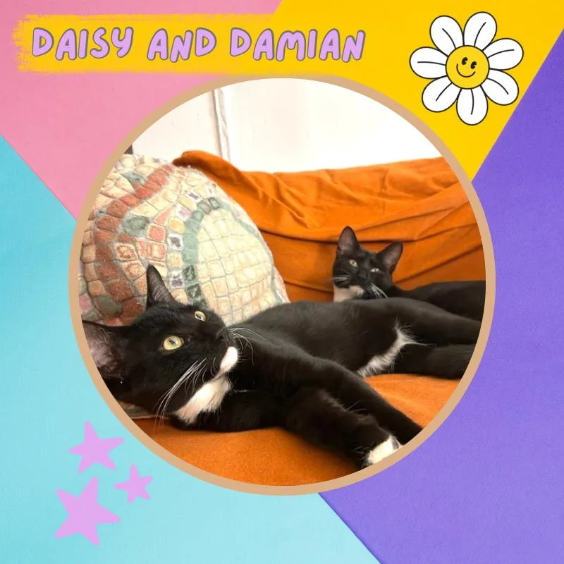 Damian and Daisy  thumbnail 5