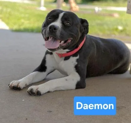 An adult large-sized male Staffordshire Bull Terrier dog named Daemon for adoption in Clinton, MO