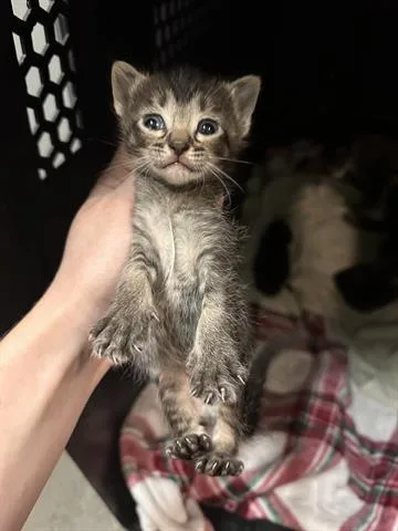 A baby small-sized female Domestic Short Hair cat named Butter Scotch for adoption in Houston, TX