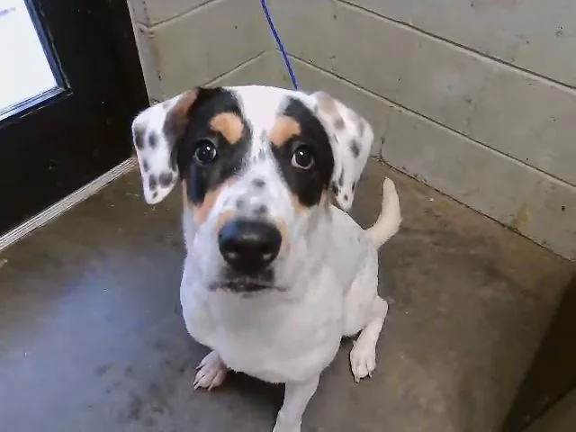 A young medium-sized female Labrador Retriever dog named Lola  Cookie for adoption in Tulsa, OK