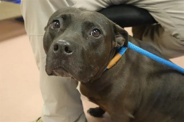 An adult medium-sized female Mixed Breed dog named Sasha for adoption in Columbia, SC