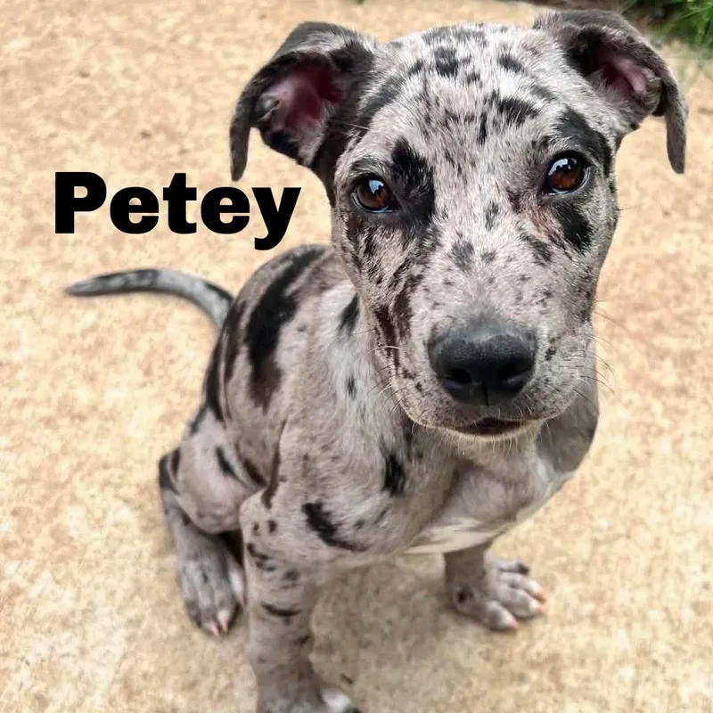 Petey