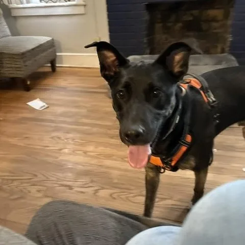 A young medium-sized male Black Shepherd dog named Oliver for adoption in Irmo, SC