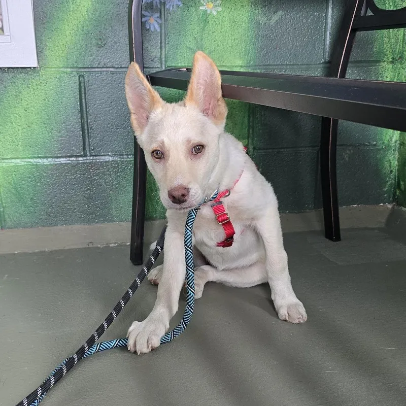 A baby small-sized female Yellow / Tan / Blond / Fawn Husky dog named Leia for adoption in Walnut Cove, NC