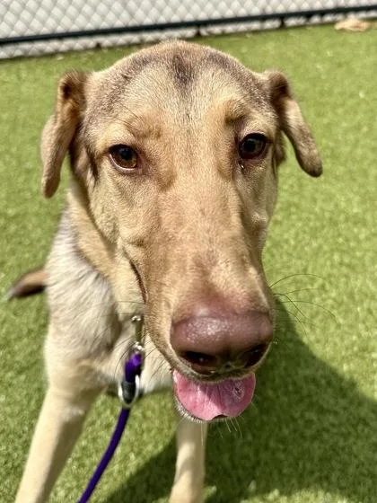 A young large-sized male Brown / Chocolate Mixed Breed dog named Timber for adoption in Wichita, KS