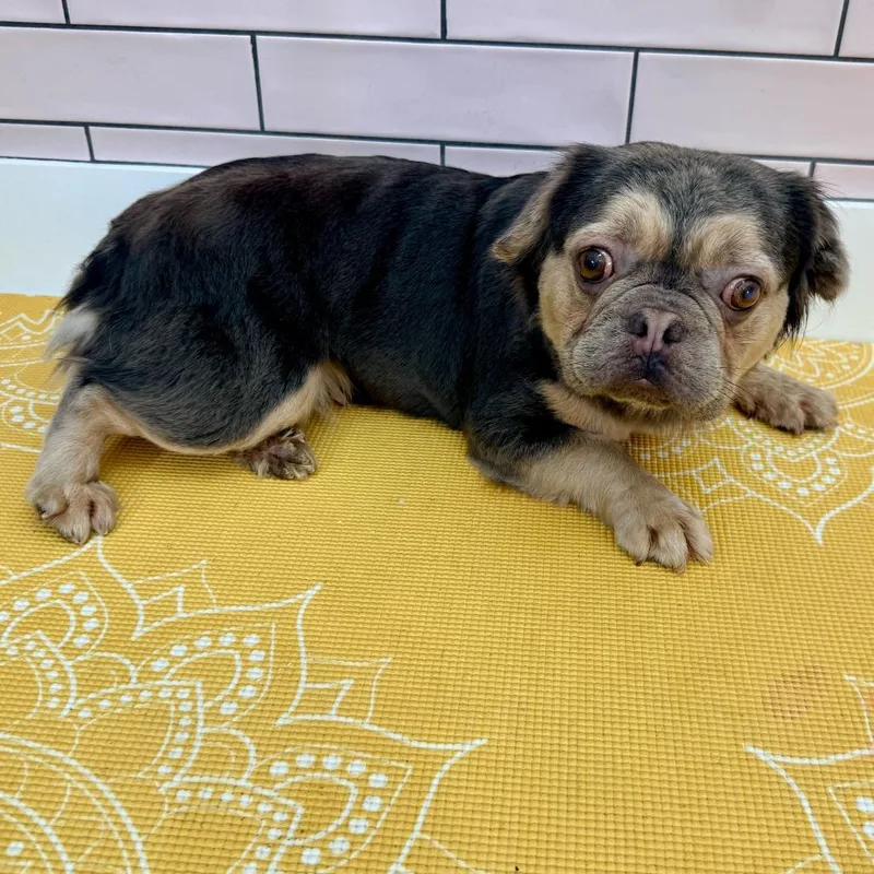 A senior medium-sized female Gray / Blue / Silver Pug dog named Salt N Pepa for adoption in San Francisco, CA