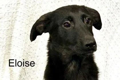 A young medium-sized female Mixed Breed dog named Eloise for adoption in Westland, MI