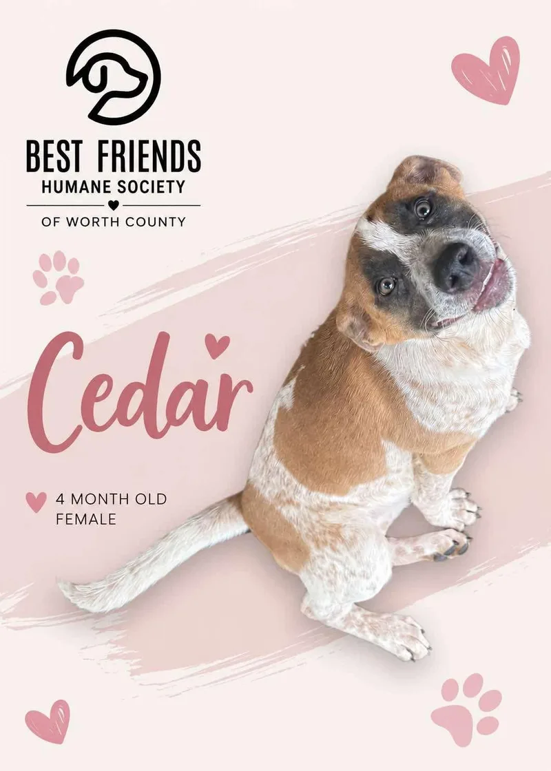 Cedar thumbnail 2